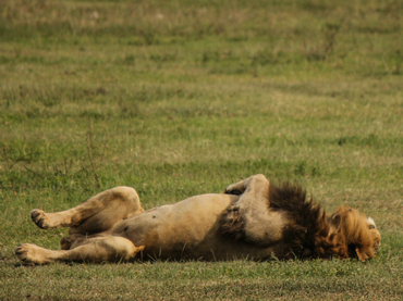 Mueren tres leones envenenados en el parque de Kenia