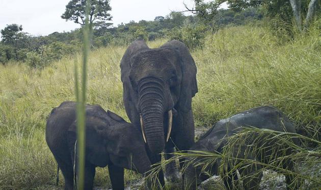 Hallan raro elefante del bosque en Sudán del Sur