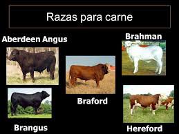 Uruguay le vende carne a 128 países por sistema de alimentación y genética del ganado