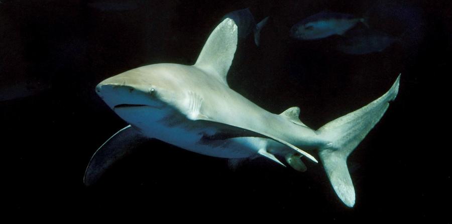 Tiburón arranca mano y parte del brazo a turista en Brasil