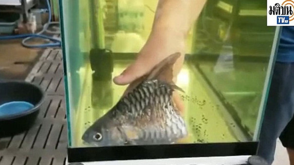 Este pez logró sobrevivir 6 meses con solo la mitad de su cuerpo