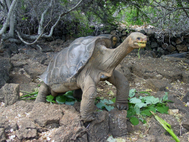 Eclosión de huevos de tortugas gigantes en Islas Galápagos en Navidad
