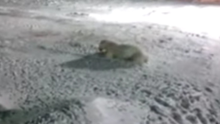 Un oso polar agoniza con terribles dolores tras comer petardos en el Ártico ruso