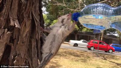 Un hombre le da agua a una zarigüeya extenuada en árbol por el calor australiano