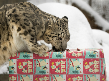 Dan regalos de Navidad a animales del zoológico de Nebraska