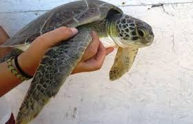 Diez tortugas mueren en una red de pesca ilegal en Valizas