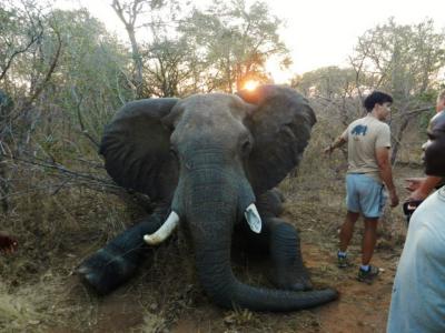 Después de dos años de agonía, un elefante es liberado de una dolorosa trampa