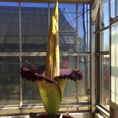 Florece en Australia una flor "fálica" de casi dos metros y olor a cadáver