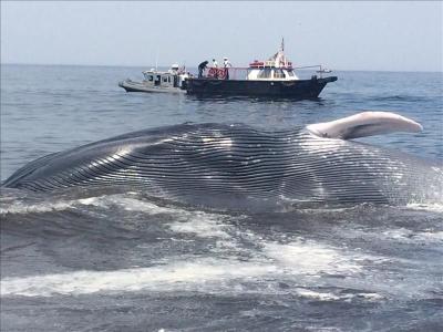 Rescatan una ballena azul de veinte metros varada en una playa chilena