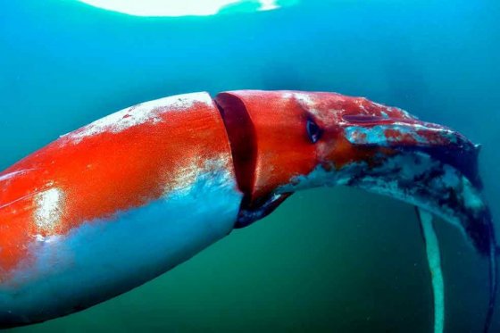 Calamar gigante causa sensación en Japón