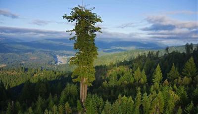 El árbol más viejo del mundo está en Suecia y tiene 9.500 años