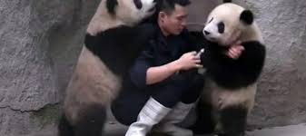 Osos pandas se niegan a tomar su medicina y juegan a tumbar a su cuidador