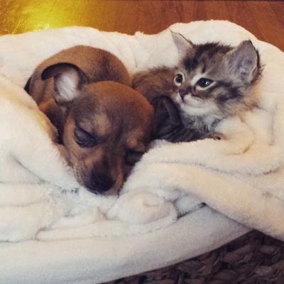 Chip y Adele, el gato y el perrito abandonados desde bebés a los cuales nadie puede separar