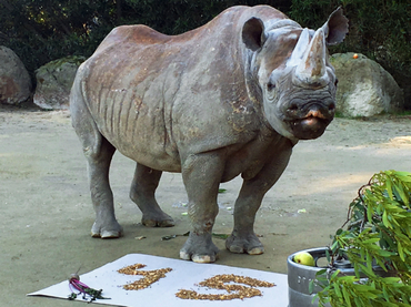 Rinoceronte negra cumple 45 años en San Francisco
