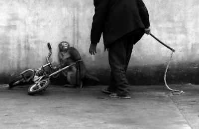El terror de un mono ante su entrenador, alegato contra los circos con animales