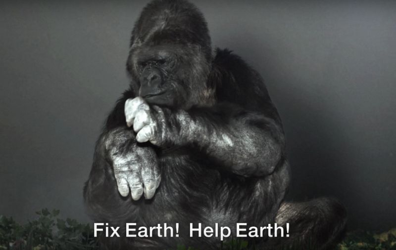 Emotivo vídeo de un gorila pidiendo ayuda a los seres humanos para frenar el cambio climático