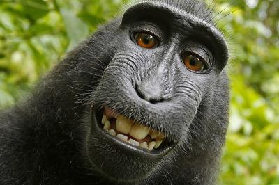 Juez rechaza que un mono tenga derechos de autor por selfie