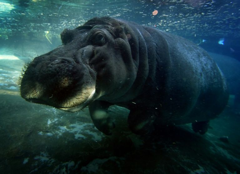 Un hipopótamo sin piel ni cabeza fue encontrado en un rancho de México