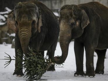 Elefantes de Berlín comen árboles de Navidad