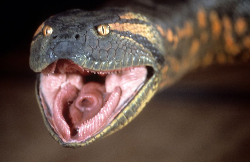 Las serpientes podrían ser madres siendo vírgenes