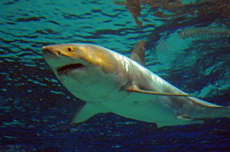 Un gran tiburón blanco muere tras días de cautiverio en un acuario japonés