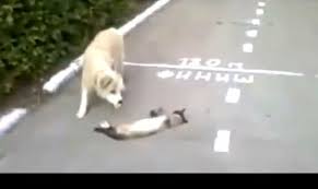 Gato se hace el muerto y despista a perro hambriento