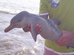 Encontraron un bebé delfín en Neptunia y luchan por salvarle la vida