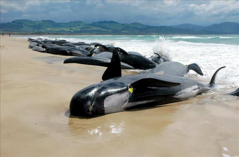 Expertos australianos abogan por el uso de explosivos para sacrificar ballenas
