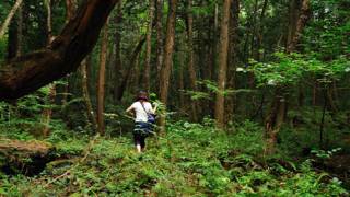 Aokigahara, el bosque de los suicidas en Japón que inspiró una película