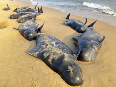 Más de 80 ballenas encallan en costas de la India