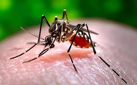 Se descartó caso de dengue autóctono en Salto; el examen dio negativo