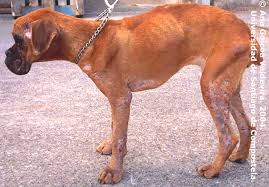 Sacrificarán a 50 perros infectados con Leishmaniasis en Salto