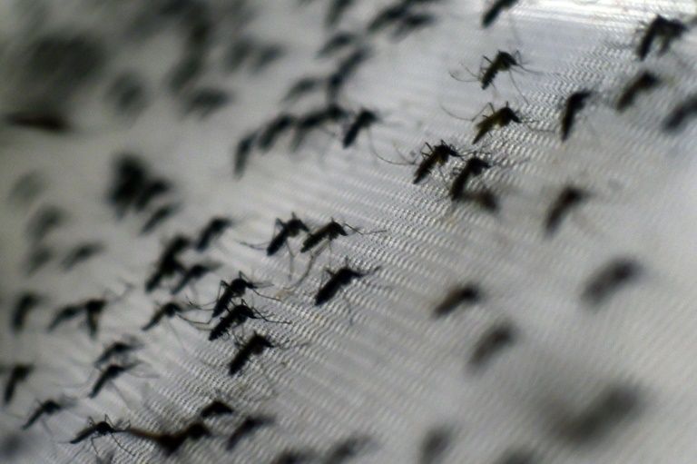 Colombia confirma más de 11.000 casos del virus del zika