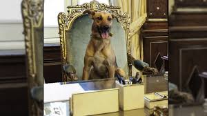 Balcarce, el primer perro que llega al sillón presidencial de Argentina