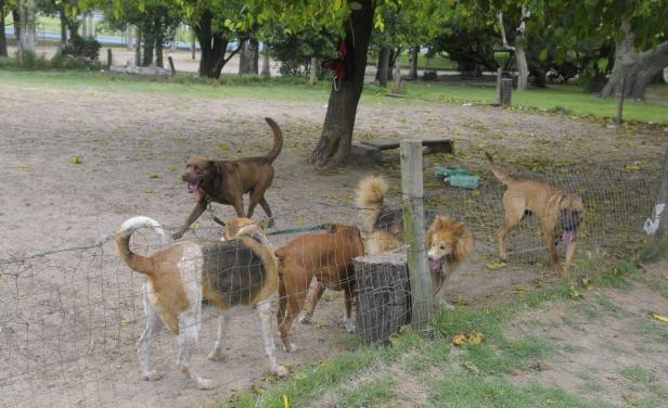 Sacrificaron a casi todos los perros infestados con leishmaniasis en Salto