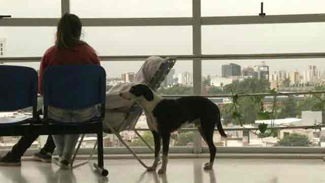 Un perro espera hace 3 meses en un hospital a su dueño, sin saber que murió