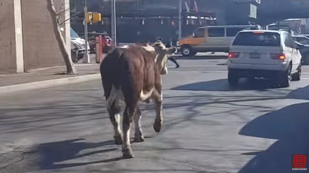 Vaca fugitiva causa alboroto en Nueva York como en Carrasco