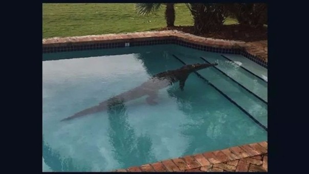 Entró a su casa y un cocodrilo "lo esperaba" en la piscina