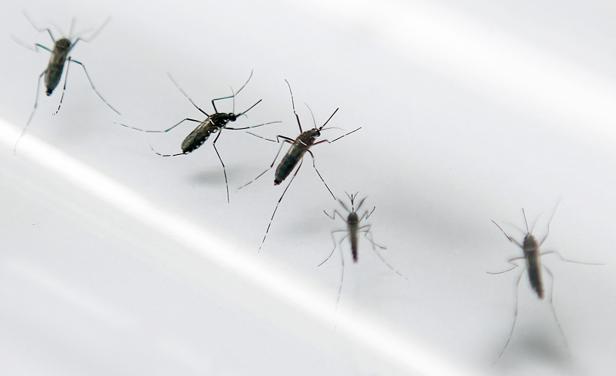 Uruguay sigue libre del virus zika
