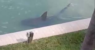 Hay recompensa para quien diga quién puso tiburón en una piscina