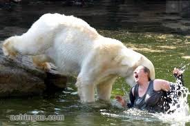 Mujer es atacada por osos polares