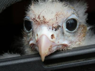 Un polluelo de halcón chileno sobrevive al tráfico de huevos y vuelve a su país