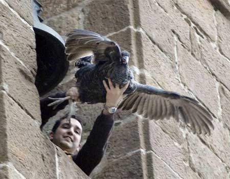 Lanzar un pavo desde un campanario no es maltrato, según juez español