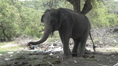 Elefante tailandés mata a turista con su colmillo