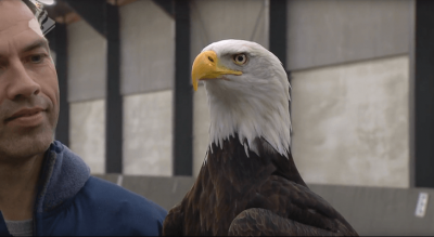 La Policía holandesa entrena águilas para interceptar drones