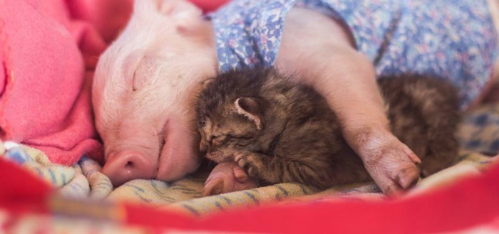 Una gatita abandonada encuentra nueva hermanita, una cerdita también rescatada