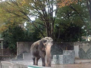 Buscan el mejor hogar para la elefanta más vieja de Japón