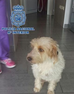 Arrestan a un joven en Gran Canaria por morder a un perro
