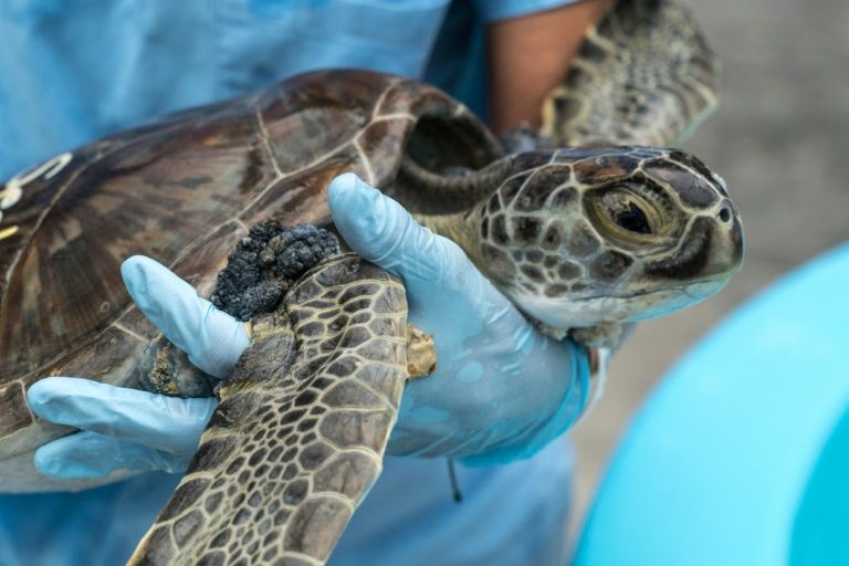 Tortugas de mar aquejadas de tumores abarrotan un hospital de Florida, EEUU