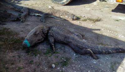Mueren 124 cocodrilos en México por "trato indigno" al ser transportados